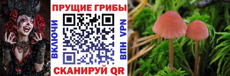 Псилоцибиновые грибы Psilocybine cubensis  кракен рабочий сайт  Щёлкино  где купить наркоту 